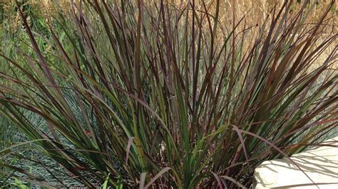 Kelly Norris Diversity Is The Key To Growing The Ornamental Grass