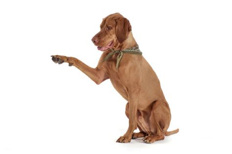 170 Dog Lifting Leg Stock Photos Pictures And Royalty Free Images Istock