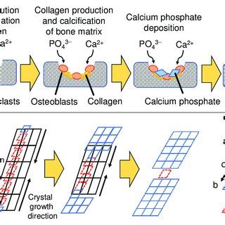 Illustration of (a) bone regeneration mechanism in vivo and (b ...