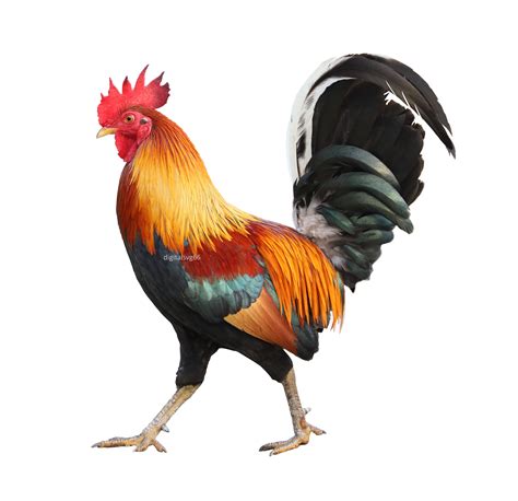 Red Rooster Png Sublimation Design Rooster Png Rooster Portrait Png