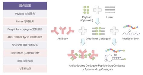 靶向抗体偶联药物 Adc——抗肿瘤 Medchemexpress 脉脉