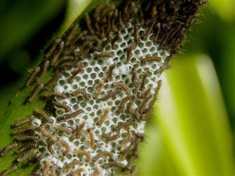 hatching tri coloured tiger moth larvae stock photo image  larva