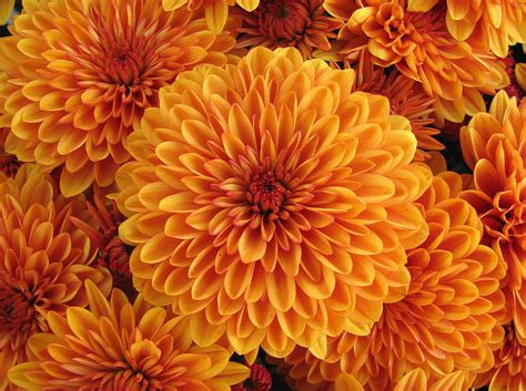 Flowers Petals Bud Dahlia Hd Wallpaper Pxfuel