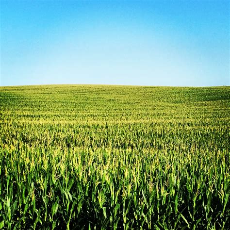 Usda Predicts Record Corn Yield In Sd South Dakota Corn