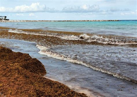 Esa Playa Es Concesionada Persiste Problem Tica De Sargazo En La