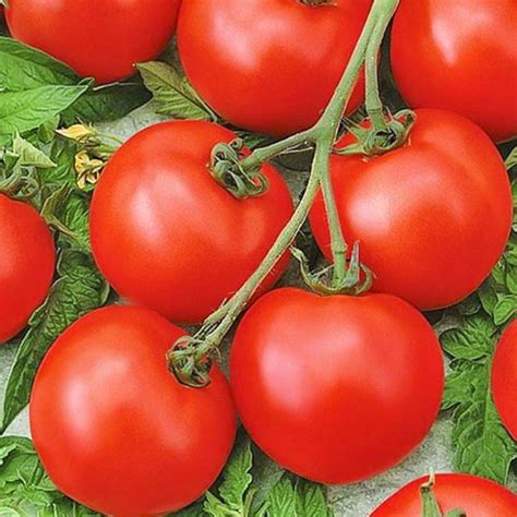 Томат Покоритель севера F1 Premium Seeds (83846): купить семена почтой ...