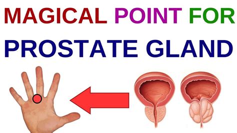 Acupressure Points For Prostate Prostate Enlargement Prostate