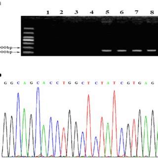 A Nested Pcr Analysis Of Viral Dna From Clinical Samples Nested Pcr