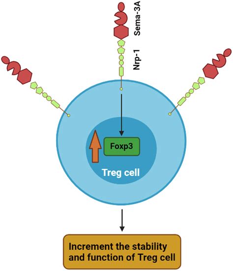 Schematic Representation Of The Interaction Of Sema A With Nrp