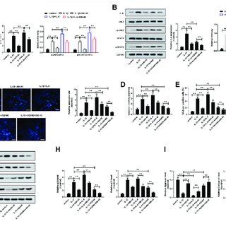 ANI Inhibited Apoptosis Senescence And ECM Degradation In Nucleus