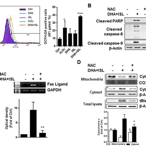 Apoptosis Induced By Co Treatment Of Dha And Isl Is Mediated By