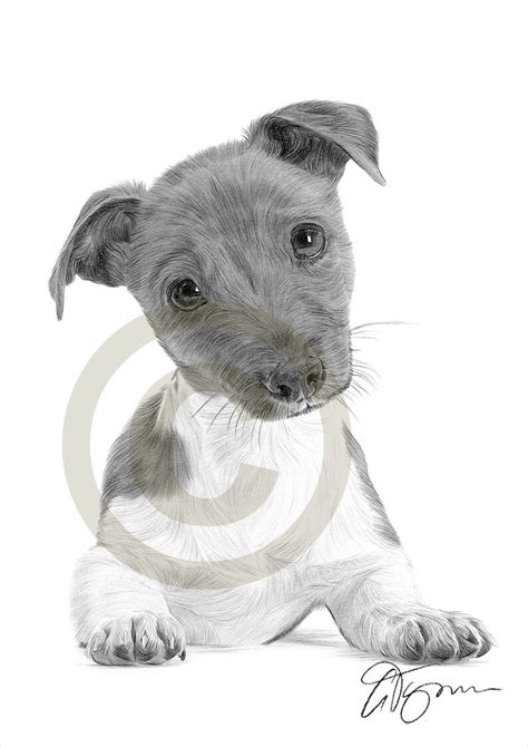 Jack Russell Terrier Puppy Pencil Drawing Print Artwork Etsy Ireland