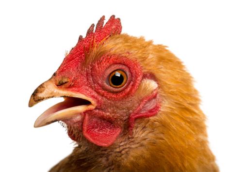 460+ Chicken Mouth Open Stock Photos, Pictures & Royalty-Free Images ...