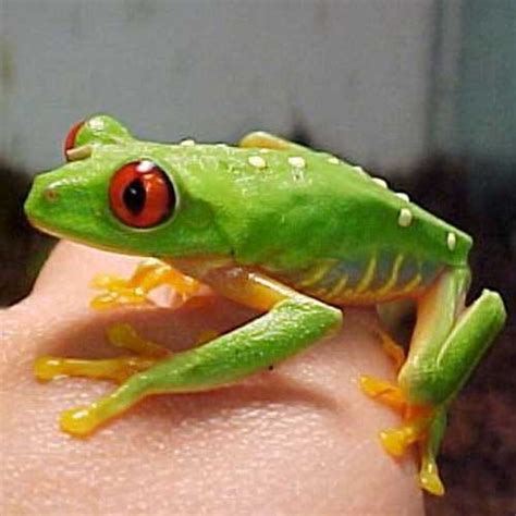 Cute Baby Red Eyed Tree Frogs