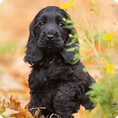 Field Spaniel Puppies for Sale | Buckeye Puppies