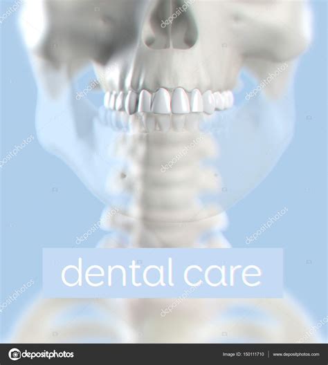 Human teeth anatomy model Stock Photo by ©AnatomyInsider 150111710