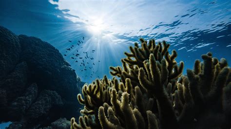 Althelia Sustainable Ocean Fund raises 50 million dollars