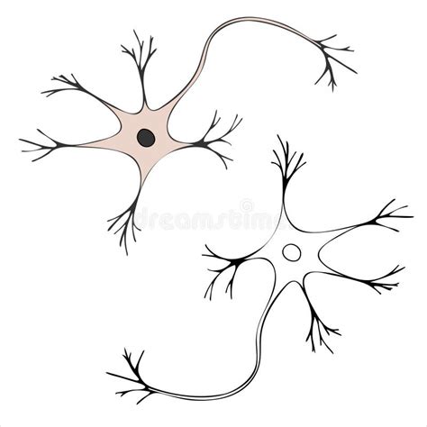 Basic Neuron Cell Anatomy Stock Illustrations 28 Basic Neuron Cell