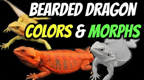 Types Of Bearded Dragons Colors And Morphs Explained Youtube