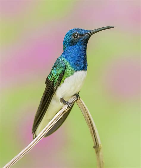 White Necked Jacobin Hummingbird Trinidad Pedro Lastra Flickr