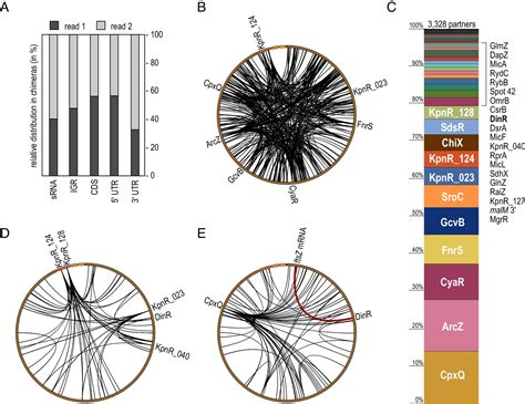 The Global RNARNA Interactome Of Klebsiella Pneumoniae Unveils A Small