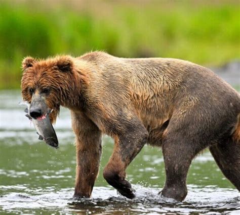 Kodiak Brown Bear Center Discover Kodiak