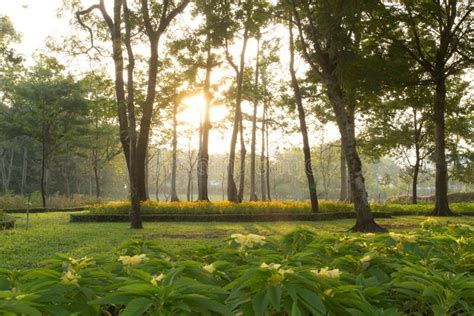 Garden Sunrise Stock Image Image Of Bright Nature Sunlight 35837629