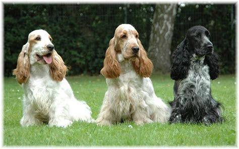 Nuncajamas Cocker Cocker Spaniel Ingles Vs Cocker Spaniel Americano