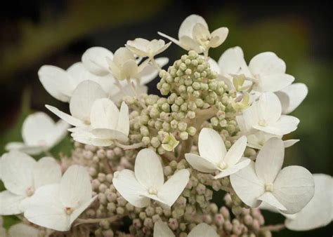 Pruning oakleaf hydrangea ️ 🌱 The comprehensive guide for healthy blooms