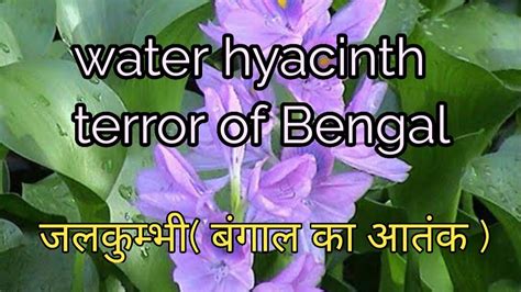 Water Hyacinth Terror Of Bengal जलकुम्भी बंगाल का आतंक Youtube