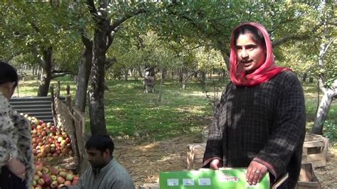 Apple Garden In Kashmir YouTube