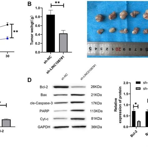 Knocking Down LINC01087 Can Inhibit Tumor Growth In Nude Mice A