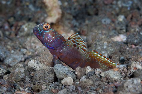 Living in the Sand | Hakai Magazine