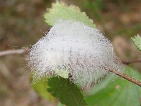 Flannel Moth Caterpillars on Green Leaf