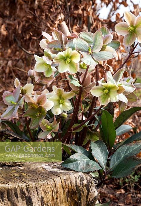 Helleborus 'Winter S... stock photo by Marianne Folling, Image: 0329881