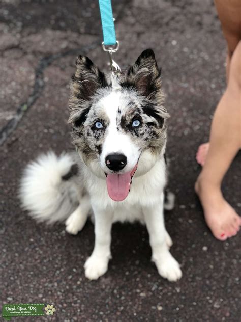 Blue Merle Border Collie - Stud Dog in Northeast , the United States | Breed Your Dog