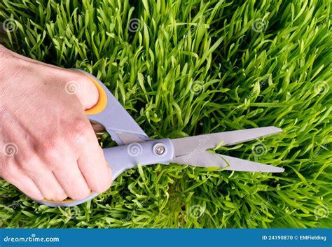 Manicured Lawn Stock Photo - Image: 24190870