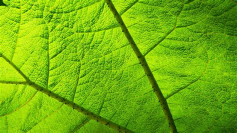 Images Gratuites arbre la nature herbe champ lumière du soleil