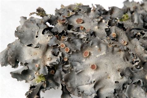 Leptogium Lichens From East Africa And Elsewhere