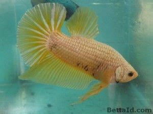 Info Terbaru Mengenai Harga Aquarium Kaca Ikan Cupang Format Png