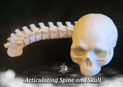 Human Skull With Attached Spine Articulating Etsy