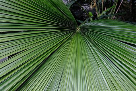 10 Different Types Of Palm Trees And Where To Find Them WorldAtlas