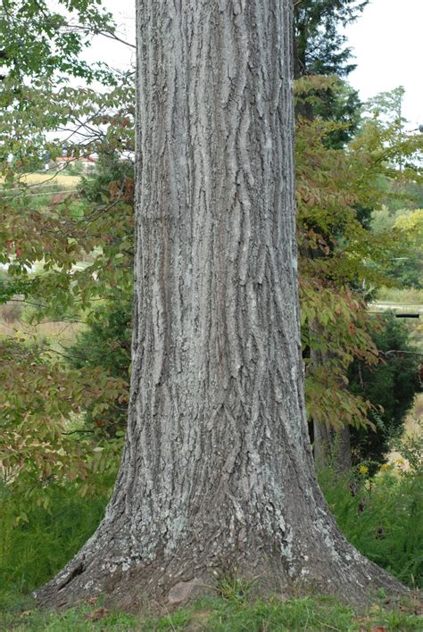 Quercus rubra (American Red Oak, Eastern Red Oak, Mountain Red Oak ...