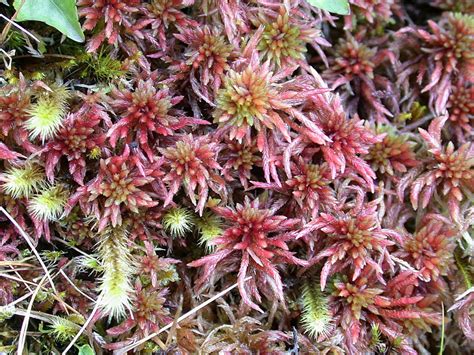 Sphagnum Skyense British Bryological Society