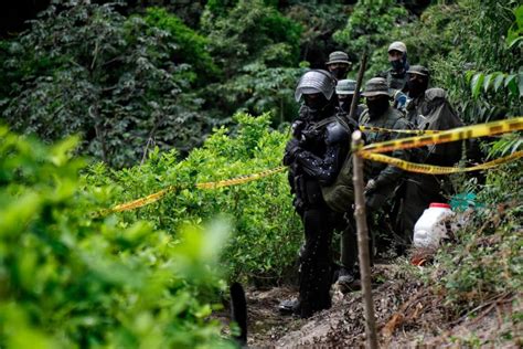 Gobierno no erradicó ni una sola hectárea de hoja de coca en enero de 2023