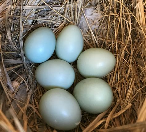 May 3: Western bluebird eggs in the nesting box. Yay!