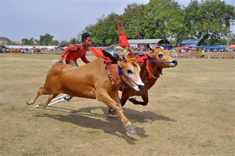 Mengenal Karapan Sapi Tradisi Balapan Seru Asal Madura