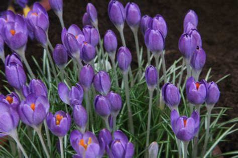 Crocus Tommasinanus Hummingbird Meeuwissen Voorhout Bloembollen