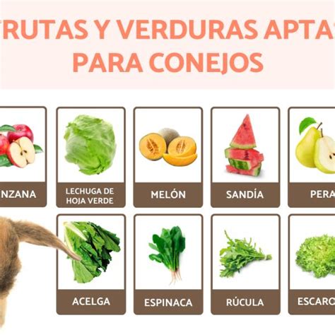 Las Mejores Verduras Para Mantener A Tu Conejito Feliz Y Saludable