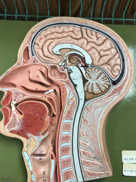 Median Section Of The Head Diagram Quizlet